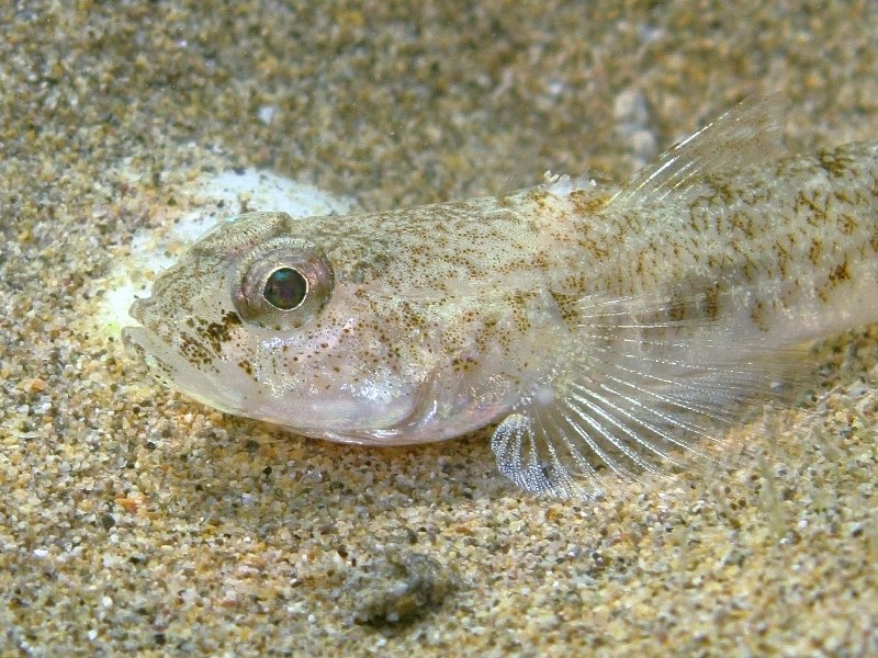 Pomatoschistus minutus